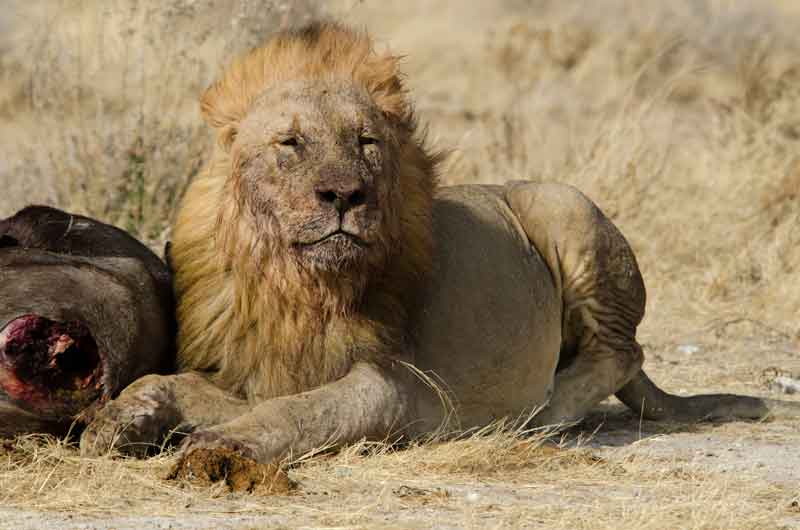 11 - Namibia - leones comiendo - parque nacional de Etosha